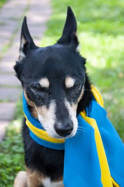 Ukrayna bayrağı taşıyan bir köpek. Ukrayna 'daki evcil hayvan. Bayrağın yanında Ukrayna gururunu gösteren oyuncu bir arkadaş..