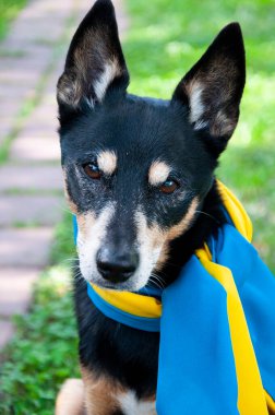 Ukrayna bayrağı taşıyan bir köpek. Ukrayna 'daki evcil hayvan. bağımsızlık günü.