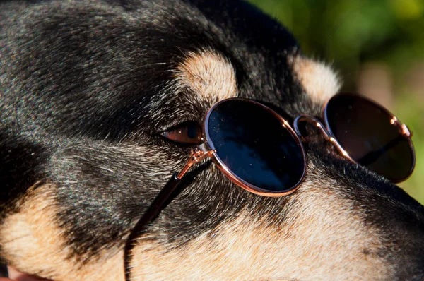 Cane Con Gli Occhiali Sole Animale Domestico Occhiali Sole Estivi — Foto Stock