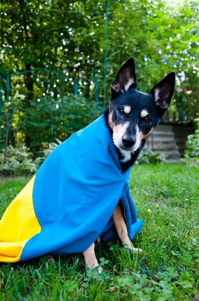 dog with ukrainian flag. pet in ukraine. Faithful companion showing support with the Ukrainian flag.