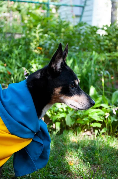 dog with ukrainian flag. pet in ukraine. Furry friend celebrating Ukraine\'s identity with the flag.