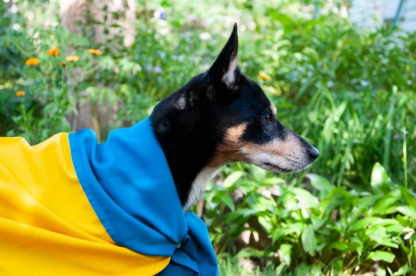 dog with ukrainian flag. pet in ukraine. Heartwarming sight of a dog honoring the Ukrainian flag.