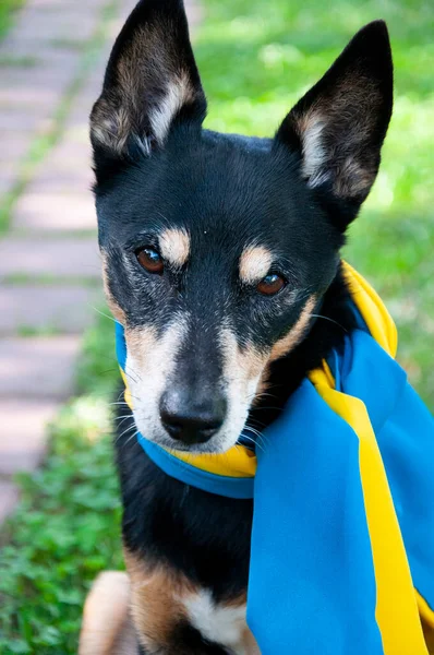 dog with ukrainian flag. pet in ukraine. Pet happily posing with the Ukrainian flag, a symbol of unity and support.
