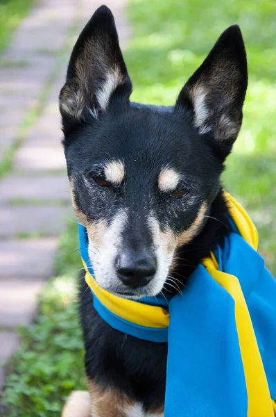 Ukrayna bayrağı taşıyan bir köpek. Ukrayna 'daki evcil hayvan. sembolik mavi ve sarı.