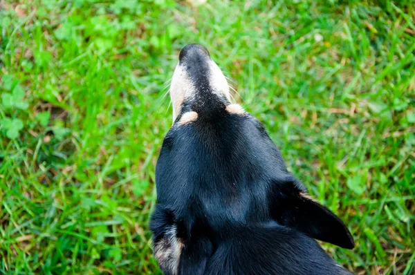 夏季户外绿草中的黑狗宠物 Mestizo小狗 — 图库照片