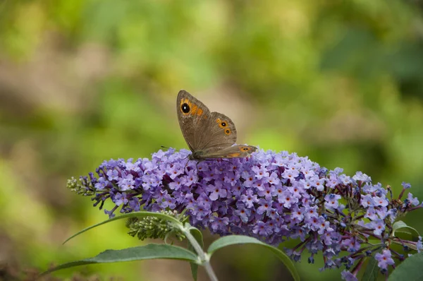 stock image butterfly on summer or spring flower. Elegant butterfly fluttering near a captivating flower.