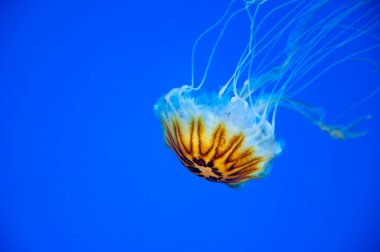 Deniz jölesi vahşi yaşam. Deniz tabanındaki deniz hayvanı derin sularda. Denizanasının dokunaçları vardır. Neon renkli floresan parlayan Medusa. Okyanustaki denizanası. Denizanalı akvaryum. Boşluğu kopyala.