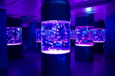 Okyanustaki denizanası. Denizanalı akvaryum. Su altı hayvan yaşamı. Deniz jölesi vahşi yaşam. Deniz tabanındaki deniz hayvanı derin sularda. Denizanasının dokunaçları vardır. Akvaryum serenatı.