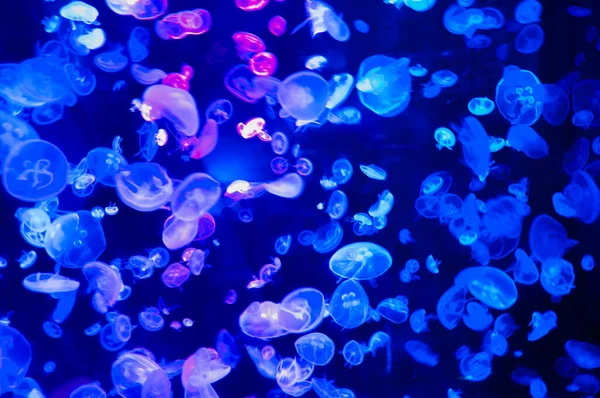 Fundo Neon Medusa Brilhante Fluorescente Medusas Oceano Aquário Com Água — Fotografia de Stock