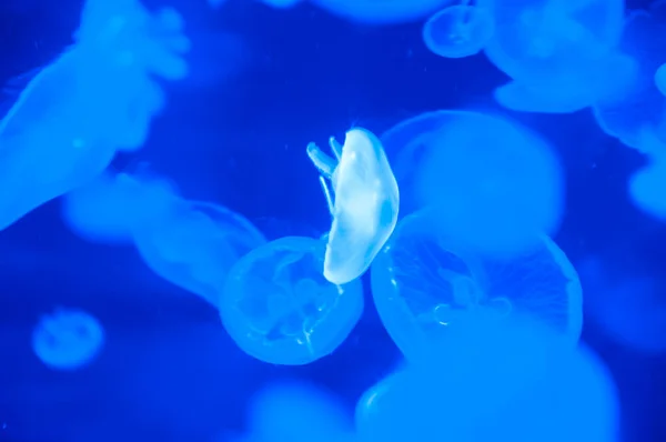 aquarium with jellyfish. underwater animal life. aquatic sea jelly wildlife. marine animal in seabed deep undersea. jelly fish has tentacle. fluorescent glowing medusa in neon color. aquatic habitat.