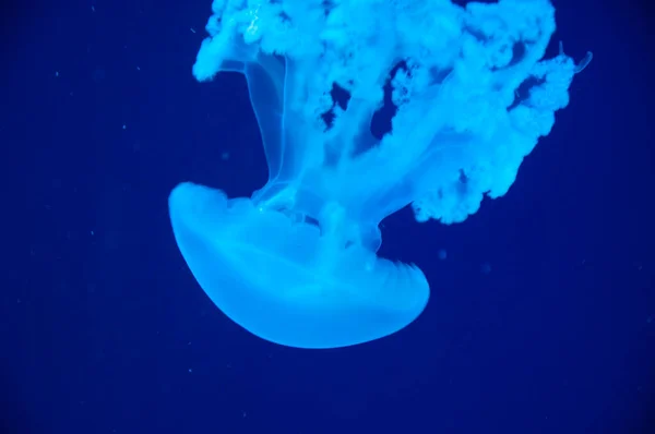 fluorescent glowing medusa in neon color. jellyfish in ocean. aquarium with jellyfish. underwater animal life. aquatic sea jelly wildlife. marine animal in seabed undersea. Tranquil underwater world.