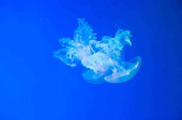 果冻鱼有触须 霓虹灯色荧光发光髓质 海里的水母 水族馆里有水母 水下动物生活 水生海洋水果冻野生动物 水族馆的美景 — 图库照片