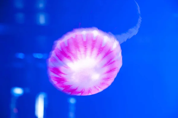 aquarium with jellyfish. underwater animal life. aquatic sea jelly wildlife. marine animal in seabed deep undersea. jelly fish has tentacle. fluorescent medusa in neon color. Bioluminescent marvels.