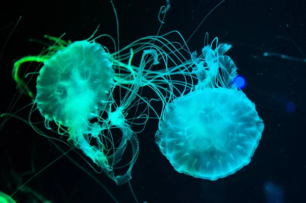 underwater animal life. aquatic sea jelly wildlife. marine animal in seabed deep undersea. jelly fish has tentacle. fluorescent glowing medusa in neon color. jellyfish in ocean. underwater realm.