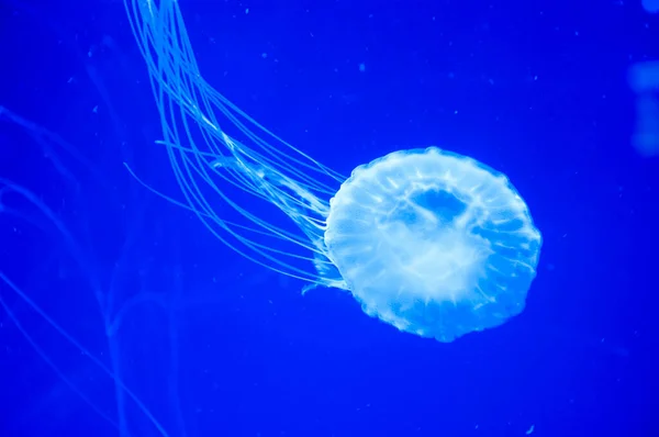 aquarium with jellyfish. underwater animal life. aquatic sea jelly wildlife. marine animal in seabed deep undersea. jelly fish has tentacle. fluorescent medusa in neon color. Jellyfish in water.