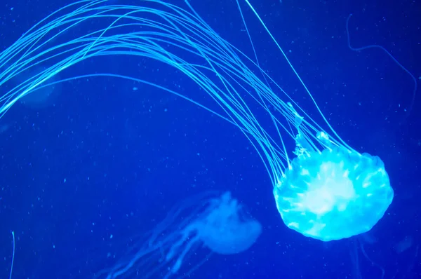 Neon Renkli Floresan Parlayan Medusa Okyanustaki Denizanası Denizanalı Akvaryum Altı — Stok fotoğraf