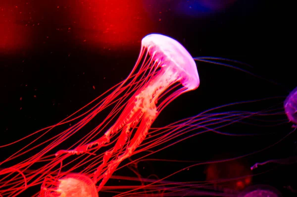 fluorescent medusa in neon color. jellyfish in ocean. aquarium with jellyfish. underwater animal life. aquatic sea jelly wildlife. marine animal in seabed deep undersea. Tranquil aquatic realm.