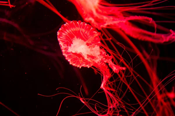 underwater animal life. aquatic sea jelly wildlife. marine animal in seabed deep undersea. jelly fish has tentacle. fluorescent medusa in neon color. jellyfish in ocean. Enchanting jellyfish exhibit.