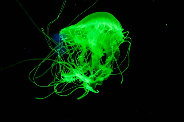 jelly fish has tentacle. fluorescent glowing medusa in neon color. jellyfish in ocean. aquarium with jellyfish. underwater animal life. aquatic sea jelly wildlife. Captivating aquarium experience.