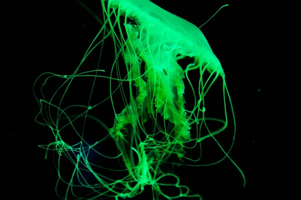 fluorescent glowing medusa in neon color. jellyfish in ocean. aquarium with jellyfish. underwater animal life. aquatic sea jelly wildlife. marine animal in seabed deep undersea. Jellyfish magic.