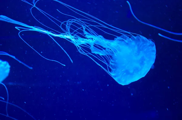 jellyfish in ocean. aquarium with jellyfish. underwater animal life. aquatic sea jelly wildlife. marine animal in seabed deep undersea. jelly fish has tentacle. Jellyfish in the depths.