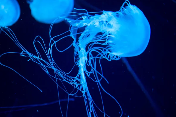 underwater animal life. aquatic sea jelly wildlife. marine animal in seabed deep undersea. jelly fish has tentacle. fluorescent glowing medusa in neon color. jellyfish in ocean. Oceanic spectacles.