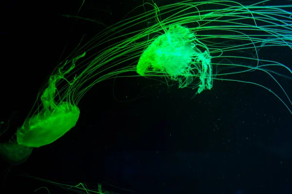 Mermelada Tiene Tentáculos Medusa Fluorescente Brillante Color Neón Medusas Océano —  Fotos de Stock