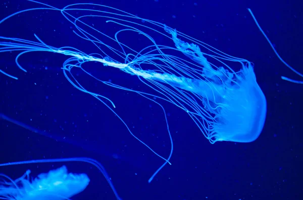 Animal Marino Fondos Marinos Profundos Submarinos Mermelada Tiene Tentáculos Medusa —  Fotos de Stock
