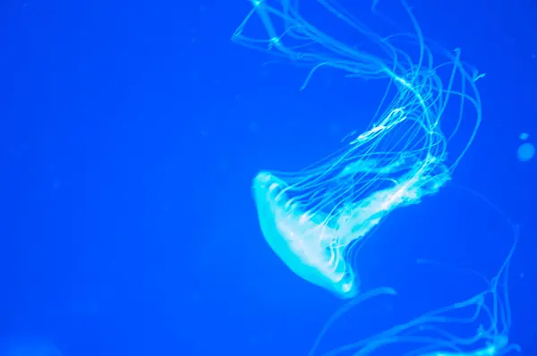 Deniz Jölesi Vahşi Yaşam Deniz Tabanındaki Deniz Hayvanı Denizanasının Dokunaçları — Stok fotoğraf