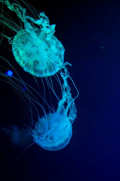 aquarium with jellyfish. underwater animal life. aquatic sea jelly wildlife. marine animal in seabed deep undersea. jelly fish has tentacle. glowing medusa in neon color. Mesmerizing jellyfish.