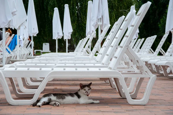 Літній Пляжний Відпочинок Кіт Під Шезлонгами Літній Спосіб Життя Відкритий — стокове фото