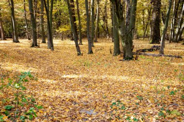 Ekim. Parkta sonbahar sezonu. Mevsimlik yapraklar ve ağaçlar. Sonbaharda doğal manzara. Doğanın sonbahar güzelliği. Sonbahar sezonu. Ormandaki doğa. Sonbahar ormanı. Sonbahar mevsiminde doğa.