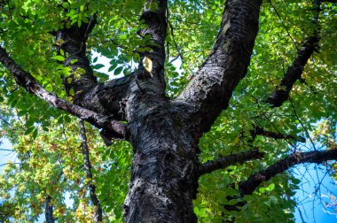 Yeşil ağaç. Ormandaki doğa. Sonbahar ormanı. Sonbahar mevsiminde doğa. Parkta sonbahar sezonu. Mevsimlik yapraklar ve ağaçlar. Sonbaharda doğal manzara. Doğanın sonbahar güzelliği. Sonbahar sezonu.