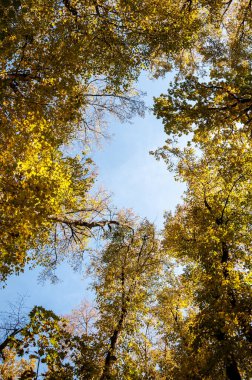 Özgürlük. Ormandaki doğa. Sonbahar ormanı. Sonbahar mevsiminde doğa. Parkta sonbahar sezonu. Mevsimlik yapraklar ve ağaçlar. Sonbaharda doğal manzara. Doğanın sonbahar güzelliği. Sonbahar sezonu.