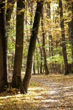 Sonbahar mevsiminde doğa. Park sezonu. Mevsimlik yapraklar ve ağaçlar. Sonbaharda doğal manzara. Doğanın sonbahar güzelliği. Sonbahar sezonu. Ormandaki doğa. Sonbahar ormanı. Sahne koşusu ve bisiklet yolları.