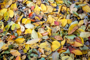 Ormandaki doğa. Sonbahar ormanı. Sonbahar mevsiminde doğa. Parkta sonbahar sezonu. Mevsimlik yapraklar ve ağaçlar. Sonbaharda doğal manzara. Doğanın sonbahar güzelliği. Sonbahar sezonu. yaprak arkaplanı.