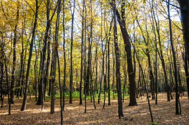 Sonbahar mevsiminde doğa. Parkta mevsim. Mevsimlik yapraklar ve ağaçlar. Sonbaharda doğal manzara. Doğanın sonbahar güzelliği. Sonbahar sezonu. Ormandaki doğa. Sonbahar ormanı. Güneş banyosu alanları.