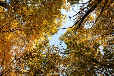 Sonbahar sezonu. Ormandaki doğa. Sonbahar ormanı. Sonbahar mevsiminde doğa. Parkta sonbahar sezonu. Mevsimlik yapraklar ve ağaçlar. Sonbaharda doğal manzara. Doğanın sonbahar güzelliği. perspektif.