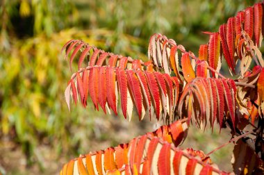 Ürkütücü kırmızı renk. Doğanın sonbahar güzelliği. Sonbahar sezonu. Ormandaki doğa. Sonbahar ormanı. Sonbahar mevsiminde doğa. Parkta sonbahar sezonu. Mevsimlik yapraklar ve ağaçlar. Sonbaharda doğal manzara.
