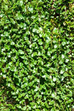 Kavak ağacının yeşil yaprakları. Doğa yaprağı.