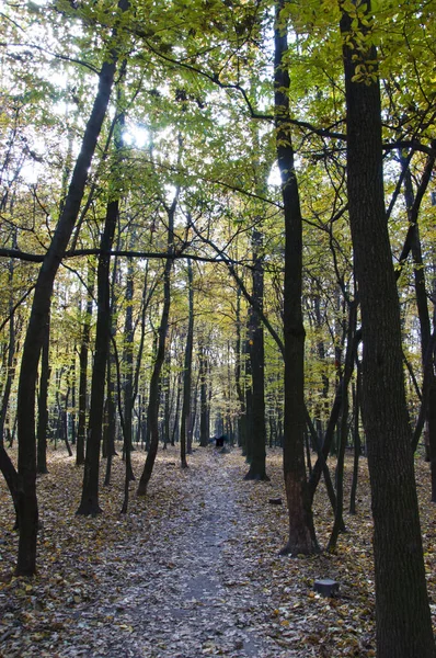 Herfstbos Natuur Het Najaar Herfstseizoen Het Park Seizoensgebonden Bladeren Bomen — Stockfoto
