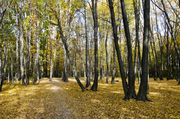 Naturlandschaft Herbst Herbstschönheiten Der Natur Herbstzeit Natur Wald Herbstwald Natur — Stockfoto