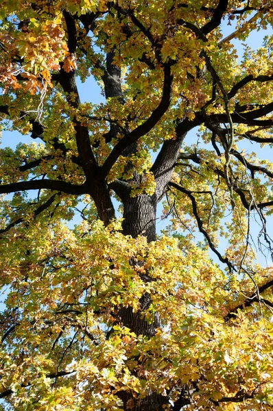 Sonbahar ormanı. Sonbahar mevsiminde doğa. Parkta sonbahar sezonu. Mevsimlik yapraklar ve ağaçlar. Sonbaharda doğal manzara. Doğanın sonbahar güzelliği. Sonbahar sezonu. Güneşli ormanda doğa.