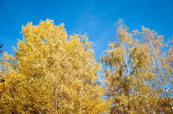 Sarı yapraklar. Ormandaki doğa. Sonbahar ormanı. Sonbahar mevsiminde doğa. Parkta sonbahar sezonu. Mevsimlik yapraklar ve ağaçlar. Sonbaharda doğal manzara. Doğanın sonbahar güzelliği. Sonbahar sezonu.