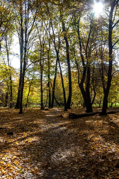 Sonnenblendung Herbstzeit Natur Wald Herbstwald Natur Herbst Herbstzeit Park Saisonale — Stockfoto