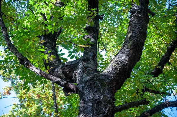 Sonbahar ormanı. Sonbahar mevsiminde doğa. Parkta sonbahar sezonu. Mevsimlik yapraklar ve ağaçlar. Sonbaharda doğal manzara. Doğanın sonbahar güzelliği. Sonbahar sezonu. Ormandaki doğa. yeşil yapraklar.