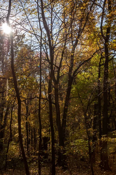 Lugn Central Park Höst Skönhet Naturen Höstsäsong Natur Skogen Höstskog — Stockfoto