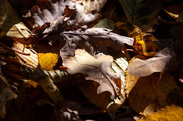 太陽から離れる 秋の自然の風景 秋の自然の美しさ 秋のシーズン 森の中の自然 秋の森に 秋の季節の自然 公園での秋の季節 季節ごとの葉と木々 — ストック写真