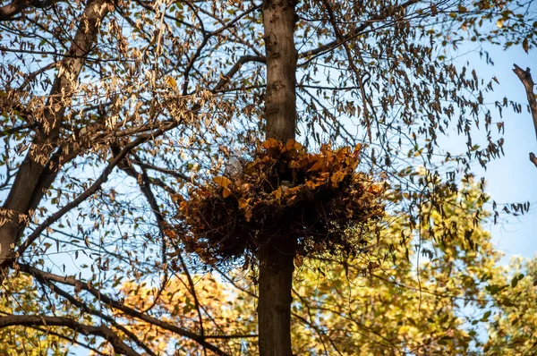 Пташине Гніздо Сезонне Листя Дерева Природний Пейзаж Восени Осінню Красу — стокове фото