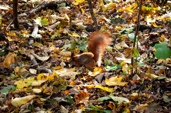 Eichhörnchen Mit Nuss Herbstschönheiten Der Natur Herbstzeit Natur Wald Herbstwald — Stockfoto